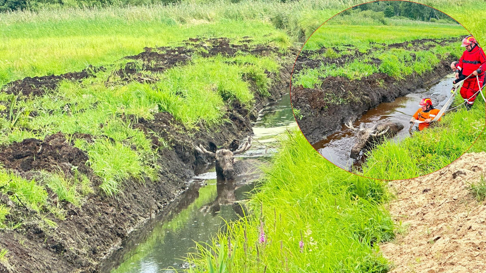 Zwierzę nie stawiało oporu. Gdyby nie ludzie, umarłoby w męczarniach