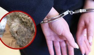 Wyrzuciła psa przez balkon. "Muniek" w ciężkim stanie