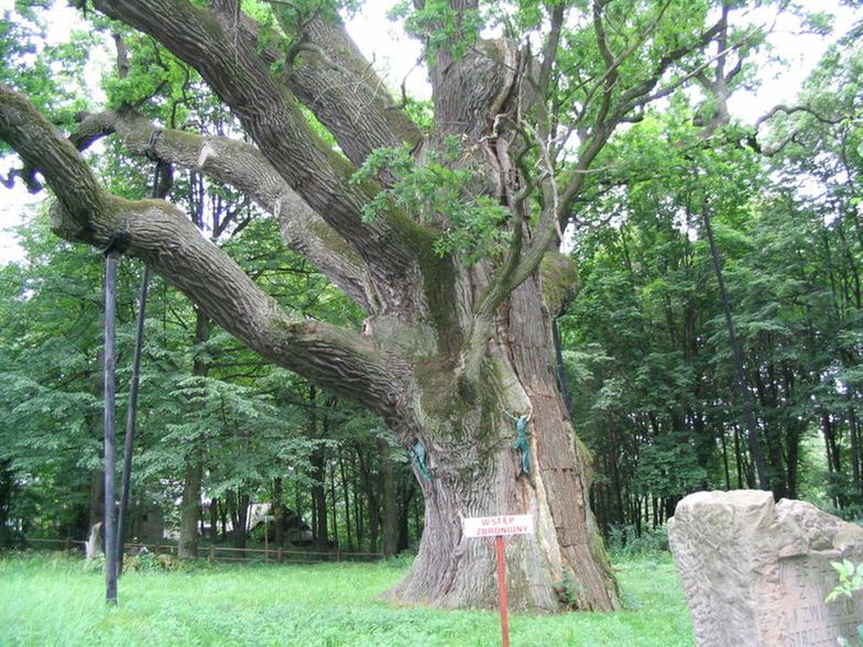 Jedno z najstarszych polskich drzew pod opieką studentów
