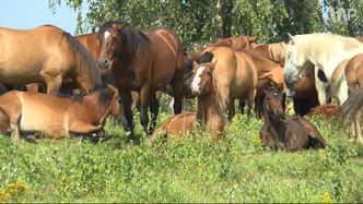 Największe dzikie stado koni w Europie. Oto stadnina Reagana