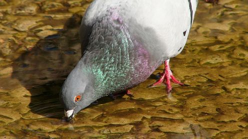 Po co gołębiom korek gumowy w nozdrzach? 1