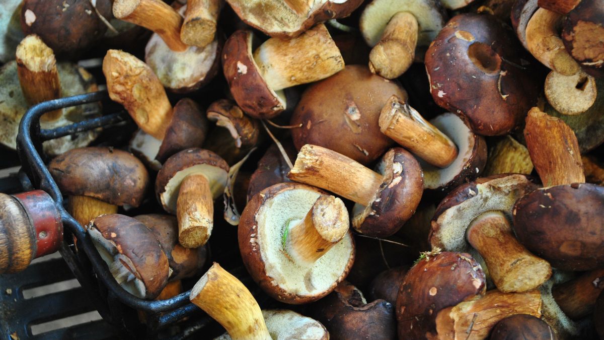 Grzyby zaczynają pojawiać się w lesie