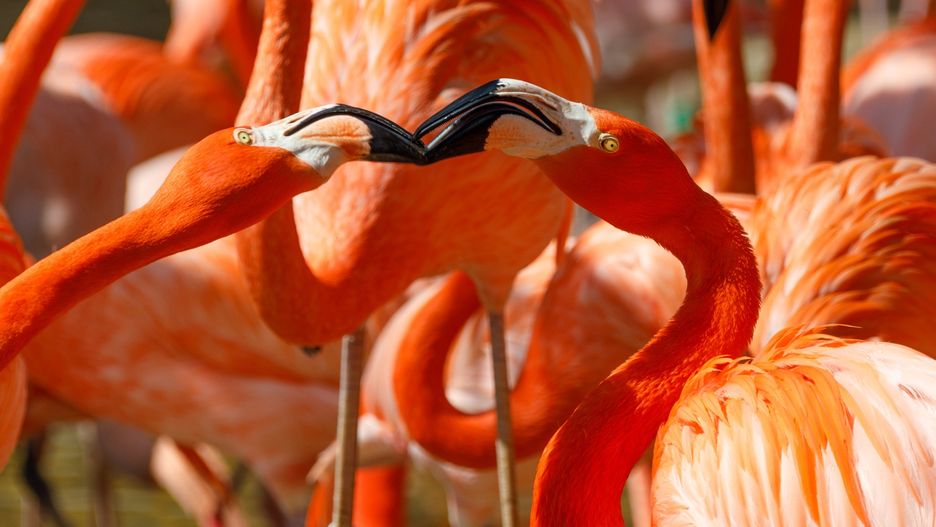 Flamingi uciekły przed huraganem i pojawiły się w tych rejonach USA, gdzie nie było ich od czasów wybicie w XIX wieku