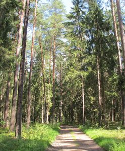 Idą na to dziesiątki tysięcy złotych. Leśnicy załamują ręce