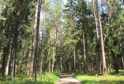 Idą na to dziesiątki tysięcy złotych. Leśnicy załamują ręce