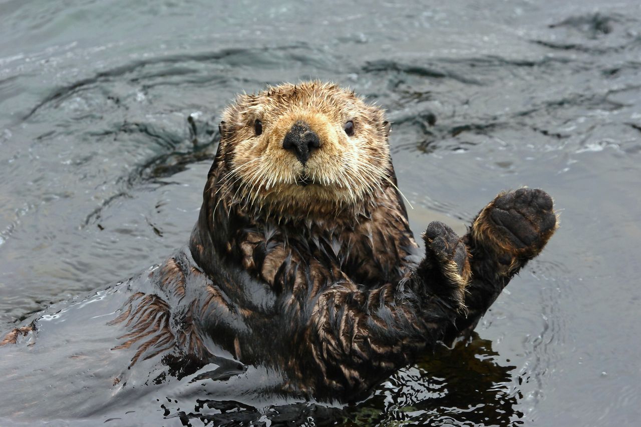 Polskie dobre programy: Michał „Emdek” Dutkiewicz opowiada o Otter Browserze