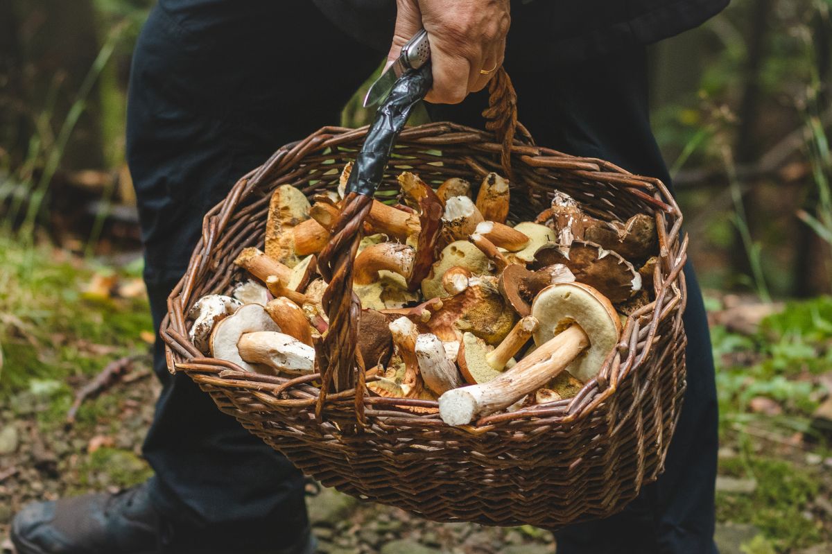 Jedz na grzyby na Dolny Śląsk. W tych lasach jest ich najwięcej