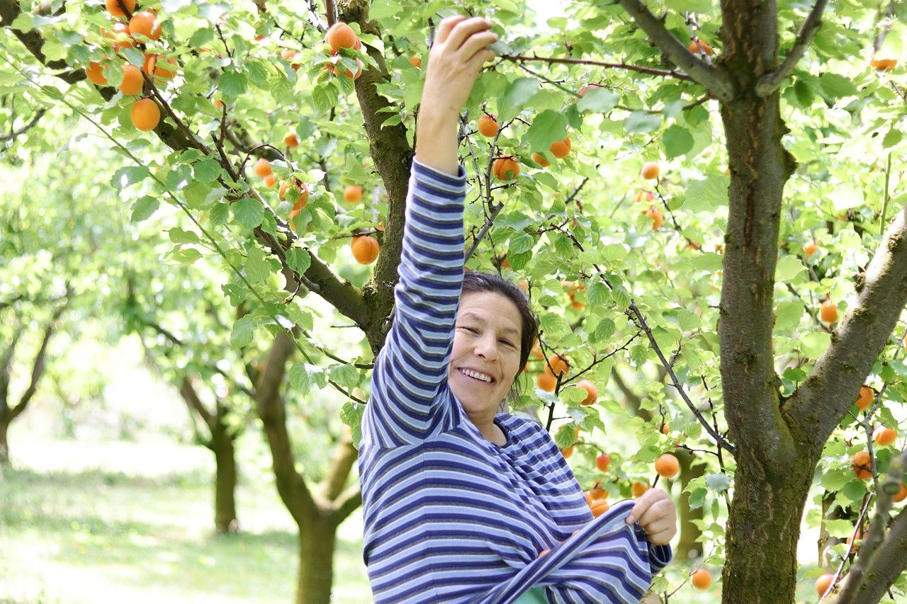 Tylko 8 zł za 1 kg. Otwiera sad dla każdego. "Zbieramy i zapraszamy"