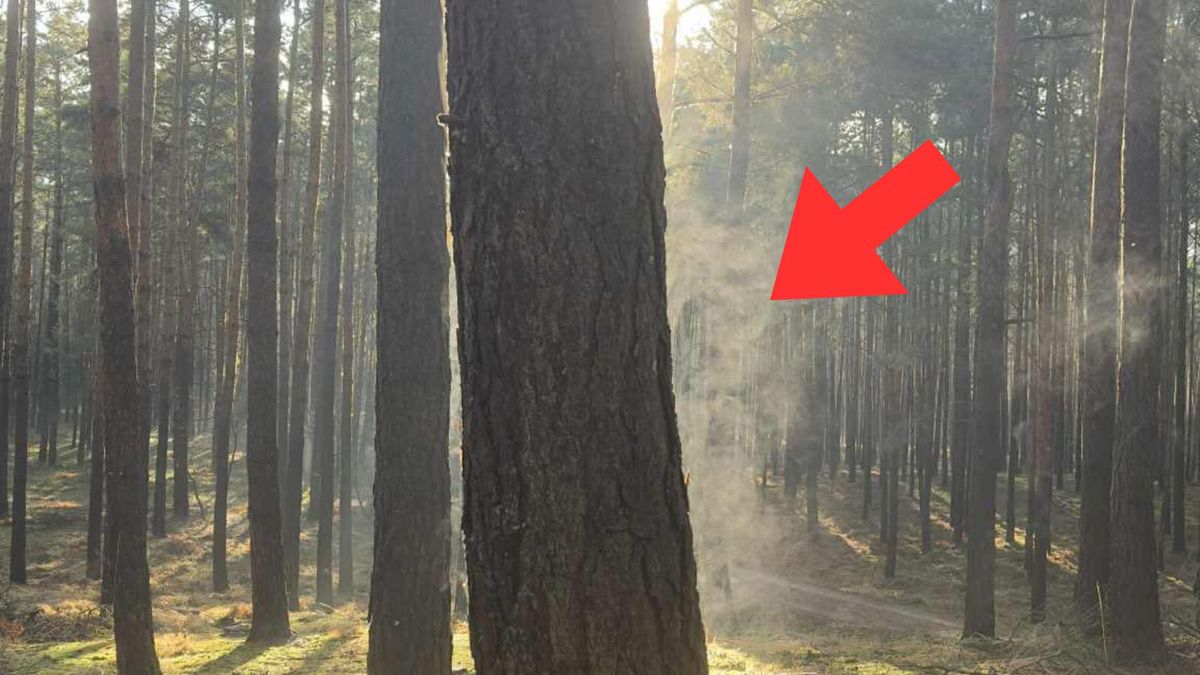 Leśnicy tłumaczą, co się dzieje w lesie