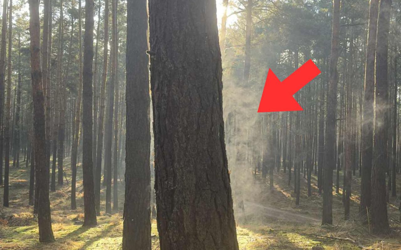 Leśnicy tłumaczą. Taki widok tylko w trzech przypadkach