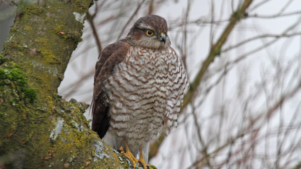 Krogulec wykazał się niezwykłą inteligencją.