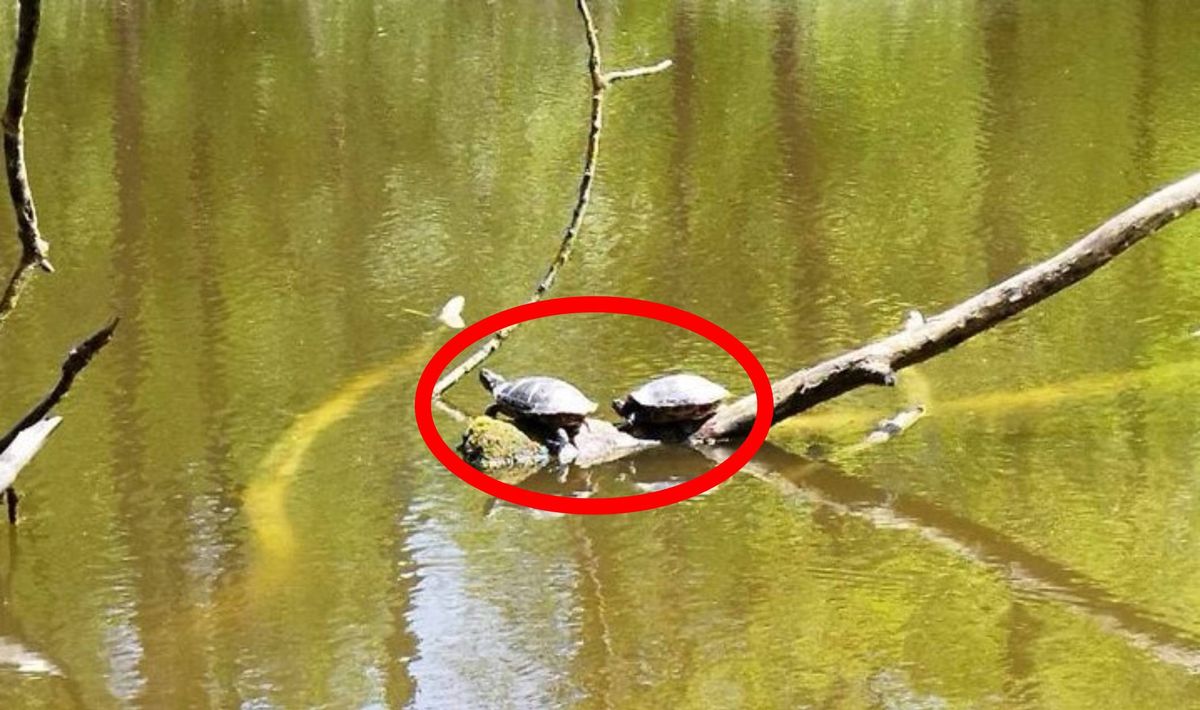Żółwie na terenie Zalewu Zemborzyckiego w Lublinie
