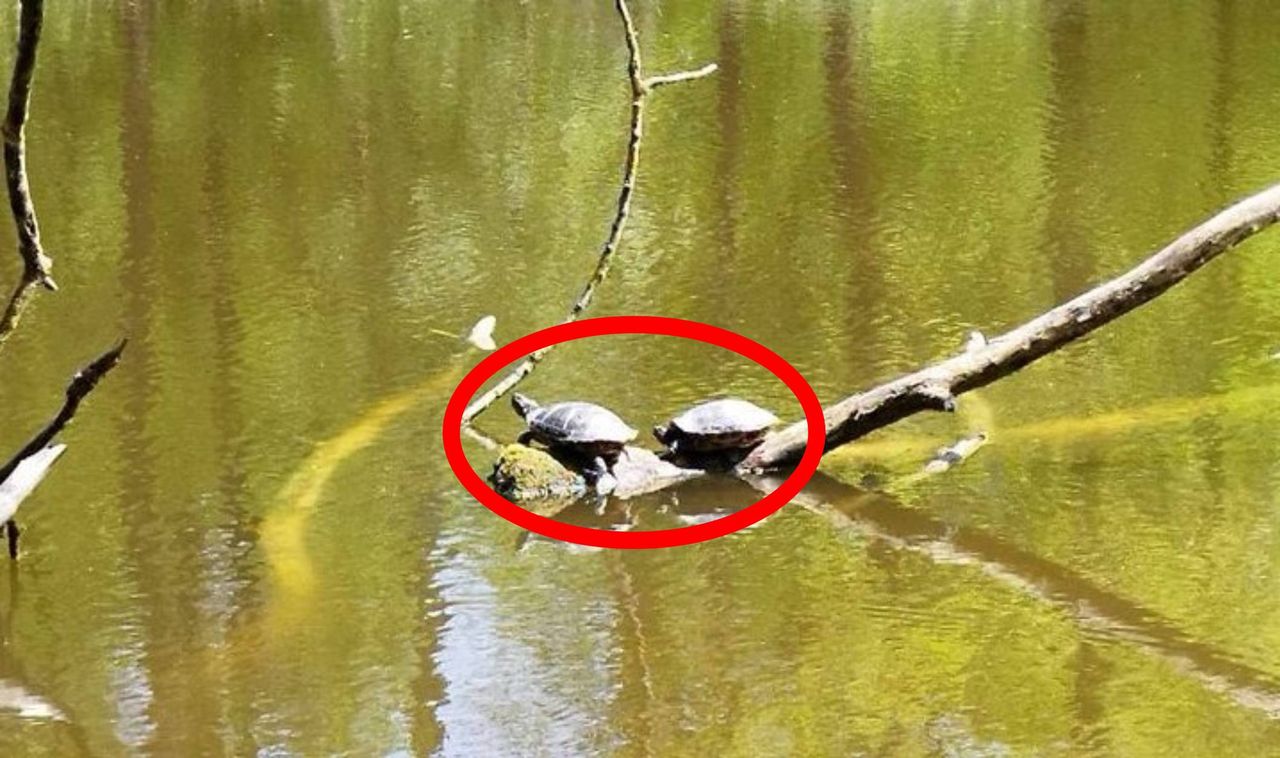 Plaga w Lublinie. Od lat opanowują Zalew Zemborzycki