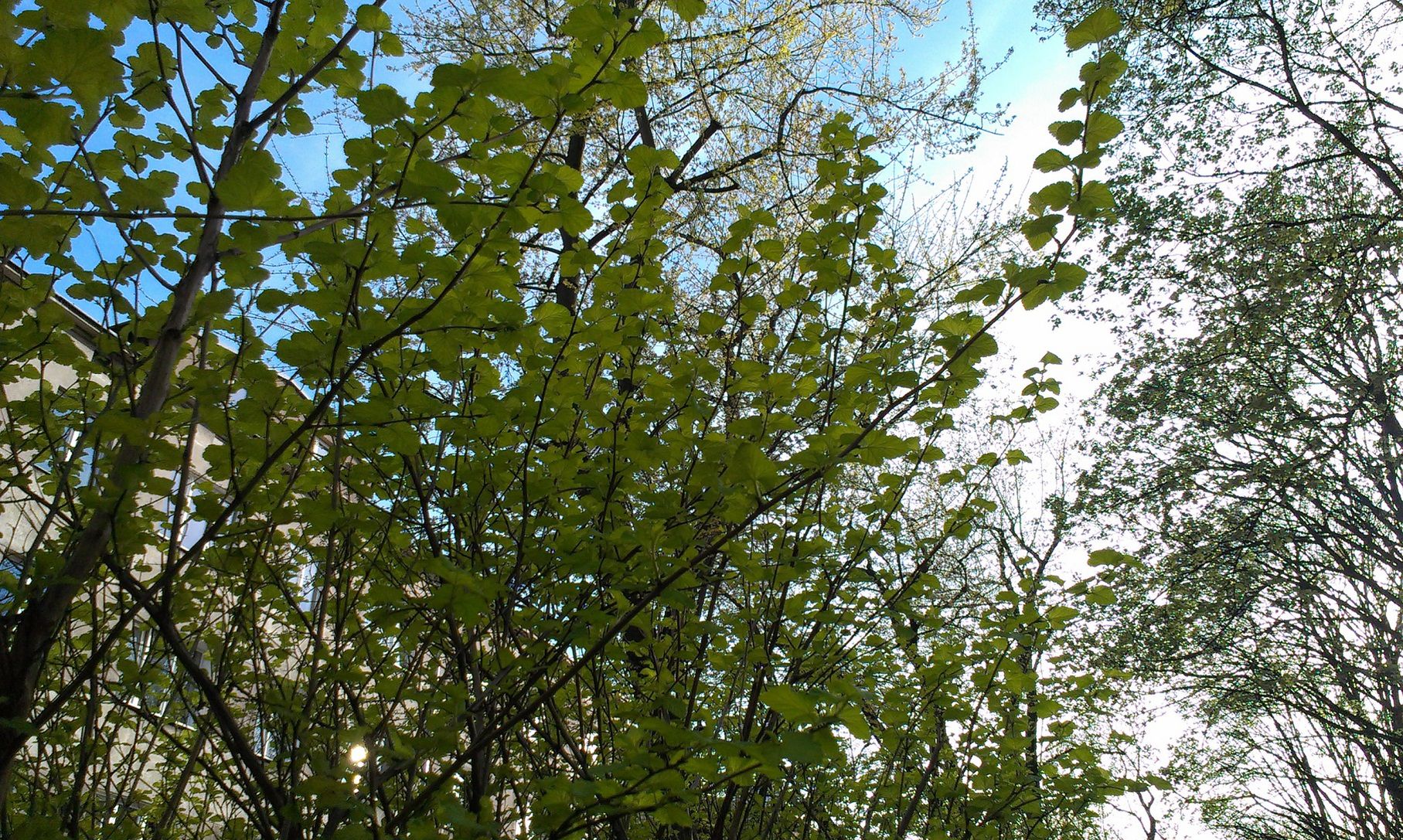 HTC One V robi całkiem dobre zdjęcia [galeria] 11