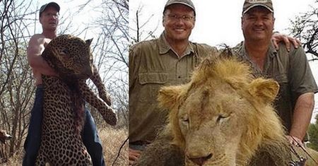 Dentysta z USA zabił najsłynniejszego lwa w Zimbabwe! Zapłacił 55 tysięcy dolarów...