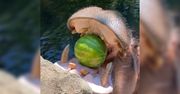 Hipopotamy zajadają się arbuzami. Niezwykłe nagranie z Zoo
