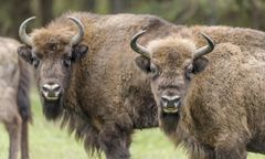 Był już na skraju wymarcia. Dziś też trzeba mu pomóc