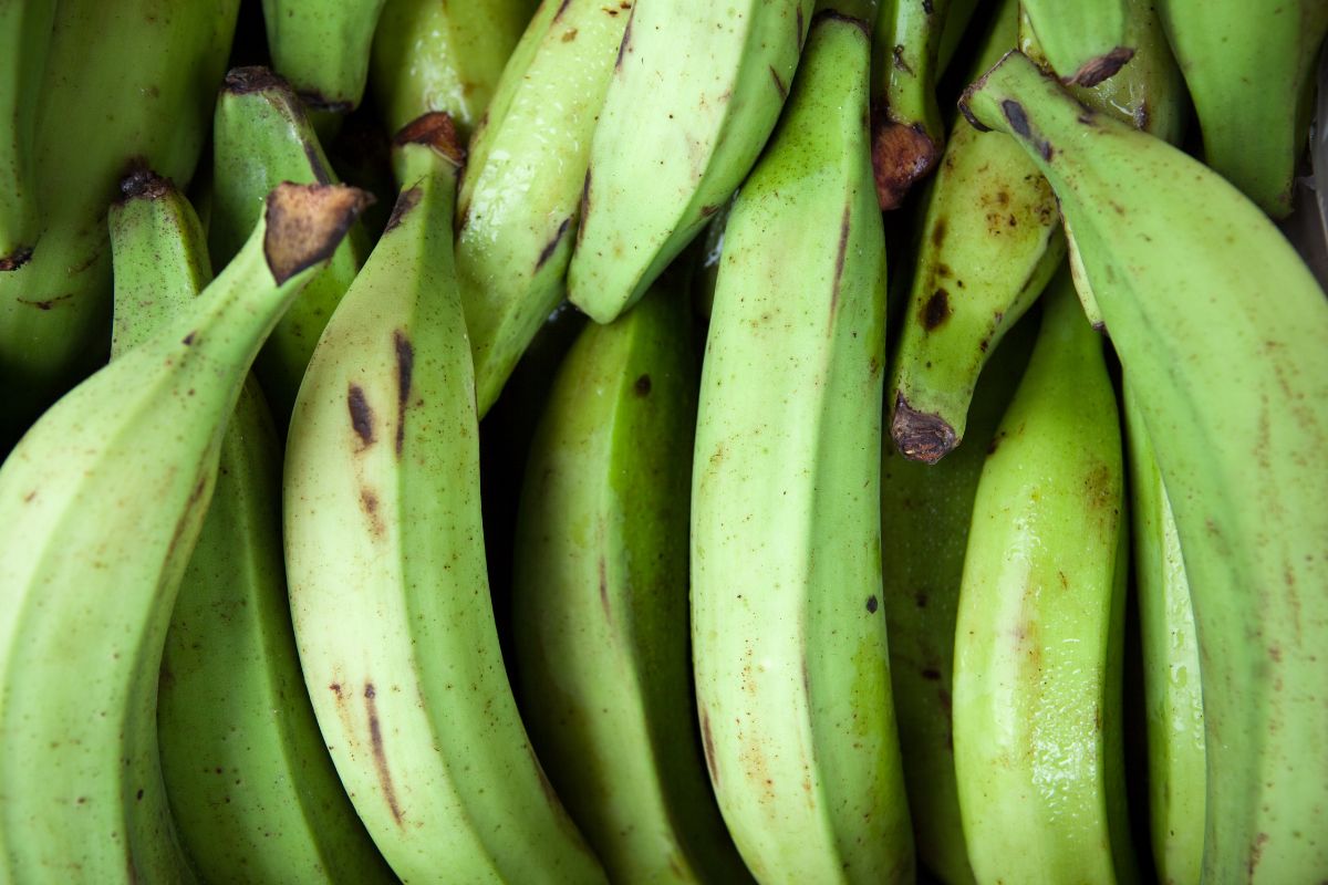 Plantain, the "vegetable" banana