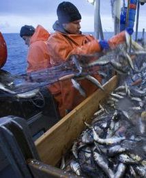 Tańsze ryby dzięki Rosji