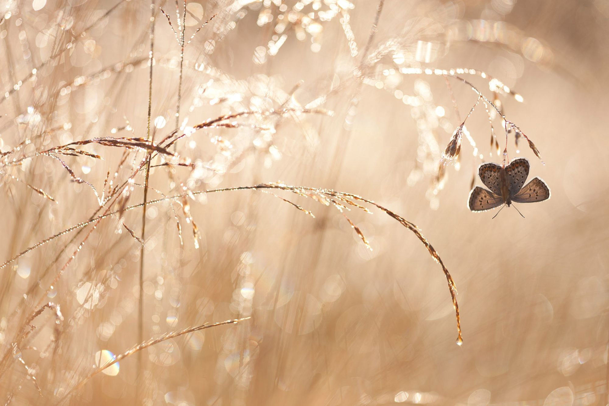 Mistrzowskie fotografie plenerowe w konkursie Outdoor Photographer of the Year 2014 8