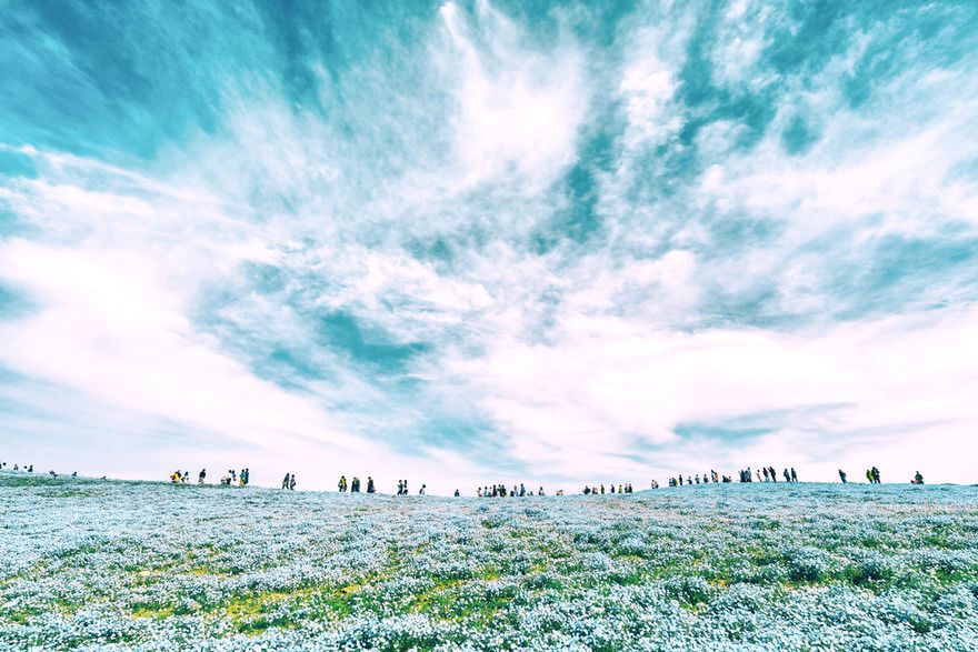 Ogród pełny niebieskich kwiatów to prawdziwy skarb Japonii 9