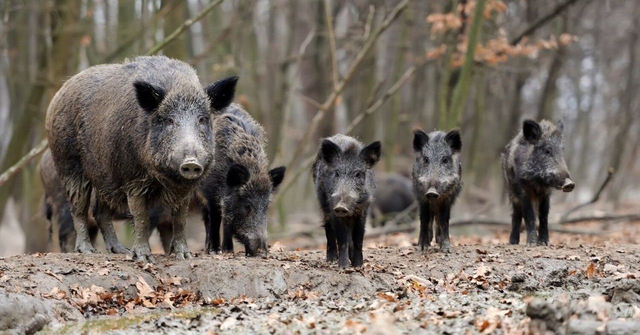 Szczecinek: Ktoś rozlał środek do odstraszania dzików na ul. Kopernika. Policja szuka sprawców