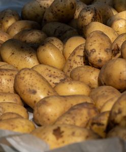 Wydaliśmy ćwierć miliarda złotych na ziemniaki. Skąd pochodzą?