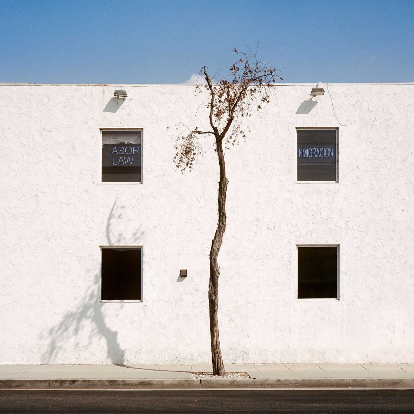 “A Tree Grows In…” to projekt kalifornijskiej fotografki. który przedstawia rośliny w nietypowych miejscach 6