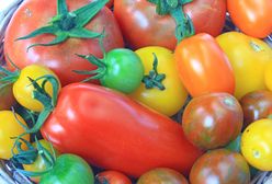 Najsmaczniejsze odmiany pomidorów – jaki mają smak, czym się charakteryzują?