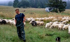 Oscypek zagrożony. Coraz większy problem na Podhalu