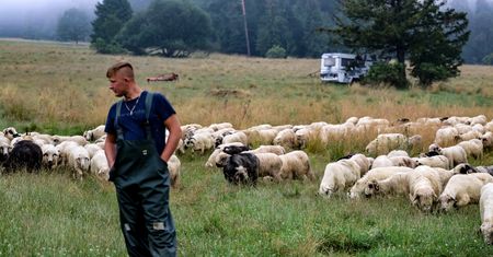 Oscypek zagrożony. Coraz większy problem na Podhalu