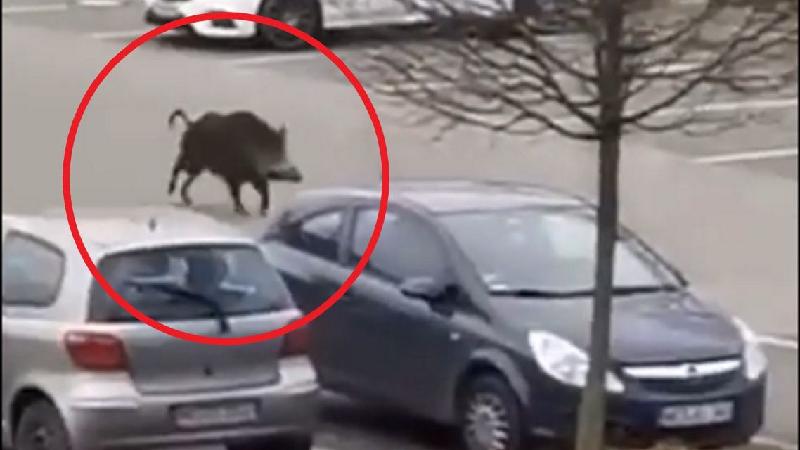 Niecodzienny klient w centrum handlowym w Dinslaken na zachodzie Niemiec. 