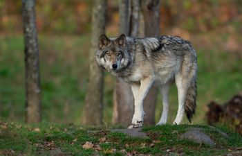 Ludzkość kontra przyroda. "To nie wilki są źródłem problemu"