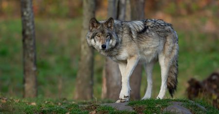 Ludzkość kontra przyroda. "To nie wilki są źródłem problemu"
