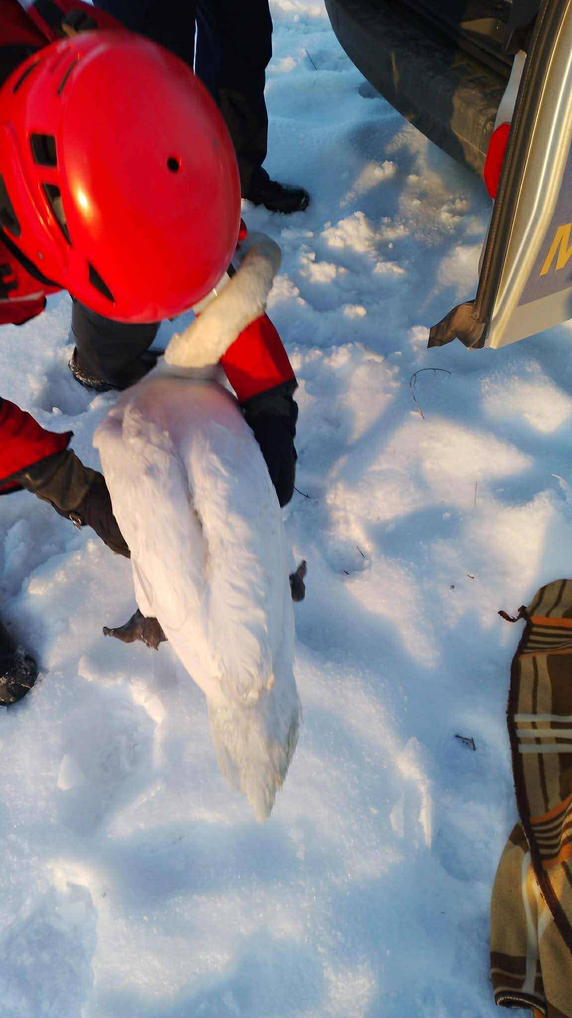 Łabędź przymarzł do tafli lodu. Na pomoc ruszyli strażnicy miejscy i strażacy!