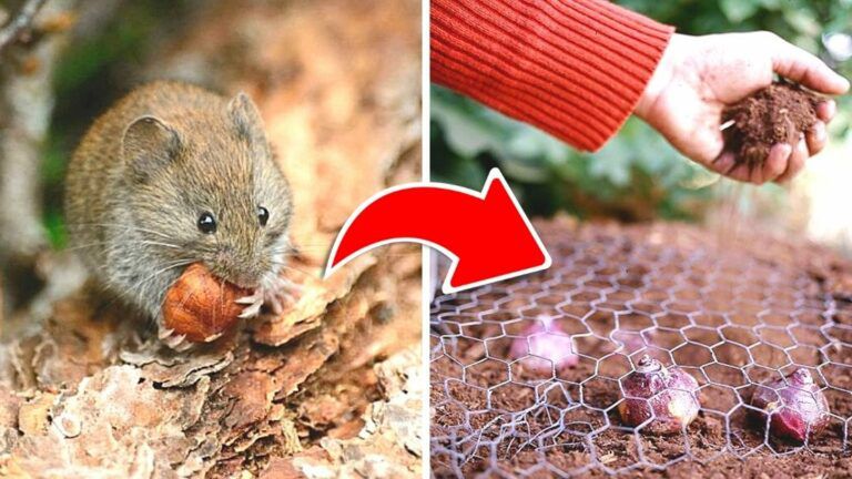 7 Reliable Ways to Get Rid of Voles. Say ‘Farewell’ to the Rodents Once and for All!