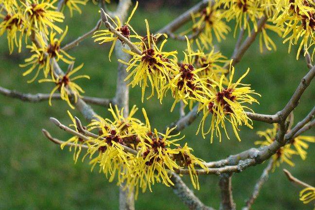 El tónico de hamamelis será útil no solo para el tratamiento de las varices, sino también para las imperfecciones y hematomas.