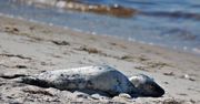 Gdynia. Turyści atakują foki na plaży