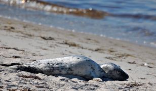 Gdynia. Turyści atakują foki na plaży