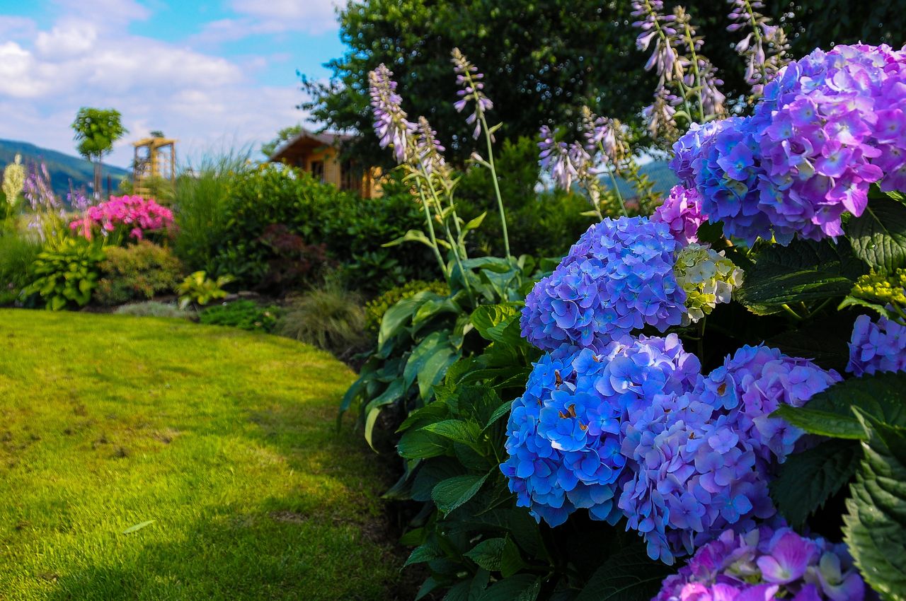 hydrangeas