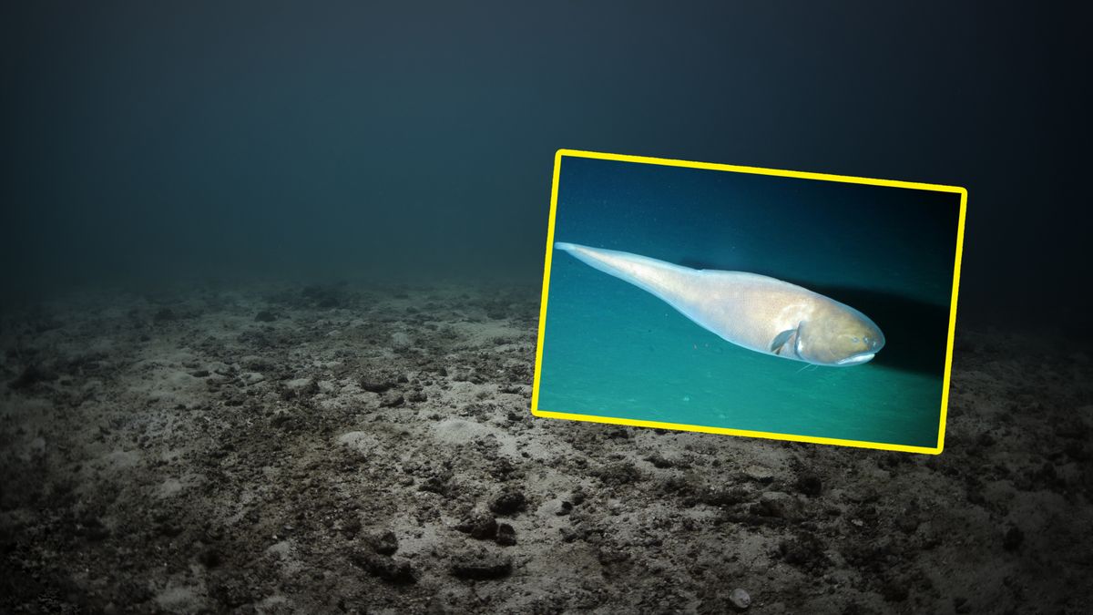 Węgorz o długości ok 1 m zidentyfikowany na głębokości ok. 6500 m.