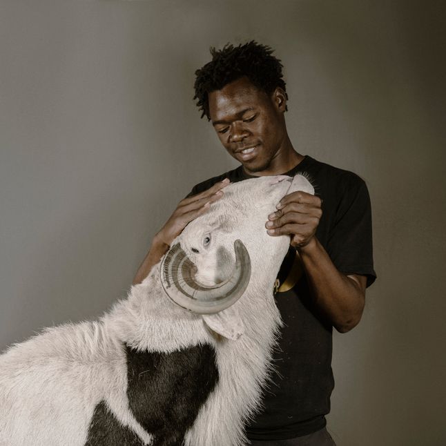 Habibou Diop pokazuje Bideo Bou Bess, 19-miesięcznego tryka Ladoum ze stada Malle, który mierzy 112 cm wysokości i 172 cm długości.