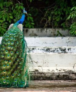 Warszawa. Nietypowy spacerowicz w centrum miasta. Trwa "obława" na pawia