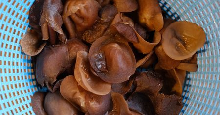 Azja się nimi zajada. Niewielu ma świadomość, że rosną w całej Polsce