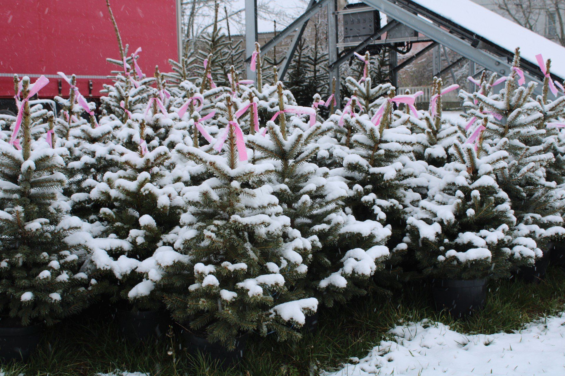 Jeśli nie ma możliwości samodzielnego i bezpiecznego transportu choinki, lepiej zakupić ją w miejscu, gdzie oferują dowóz do domu.
