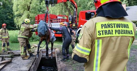 Nietypowa akcja strażaków. Koń wpadł do kanału burzowego