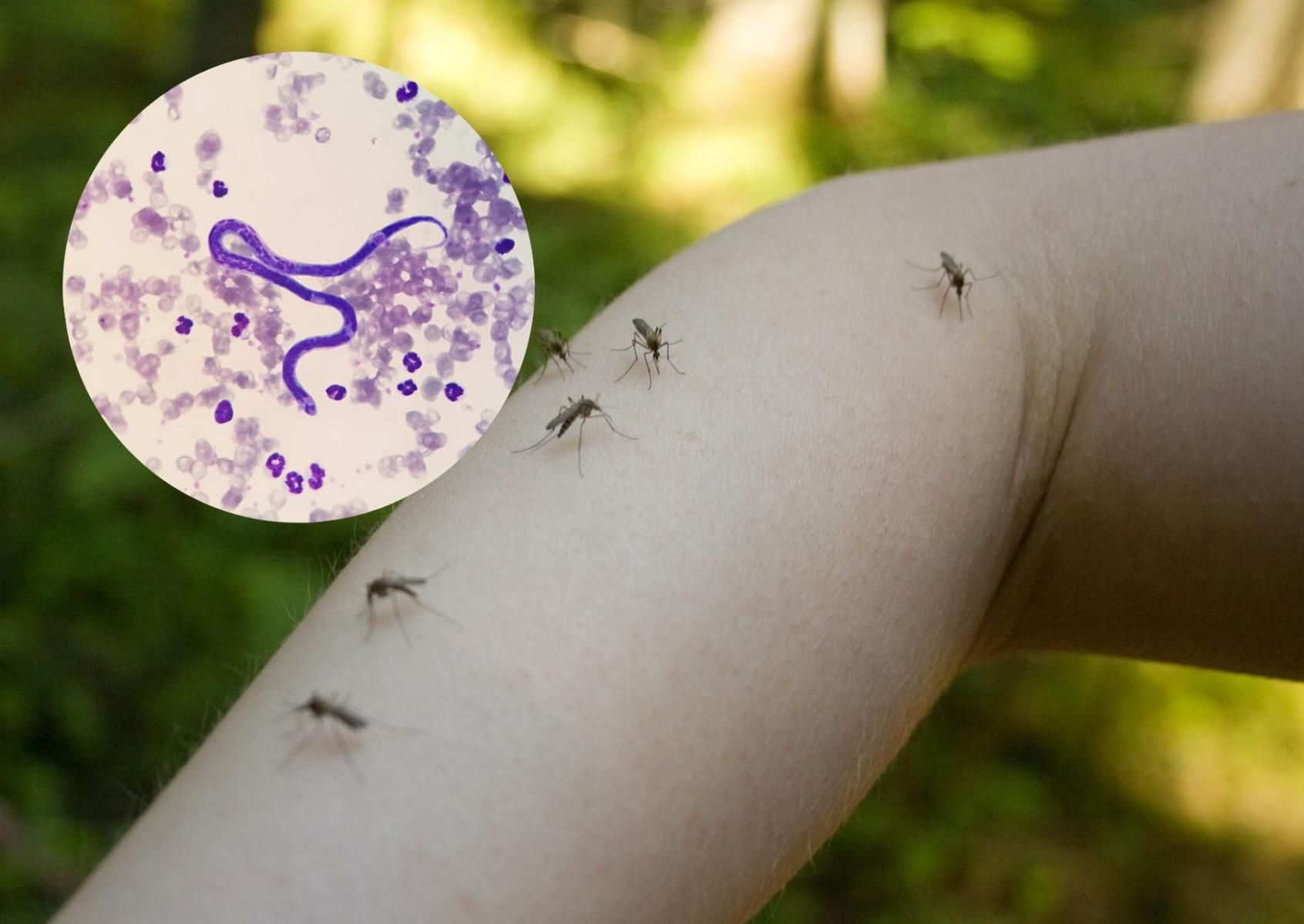 Dirofilaria repens - to nicień, który jest przenoszony przez komary występujące w Polsce