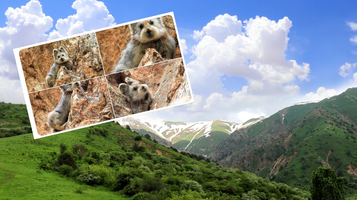 Zwierzaka zaobserwowano w górach Tian Shan 