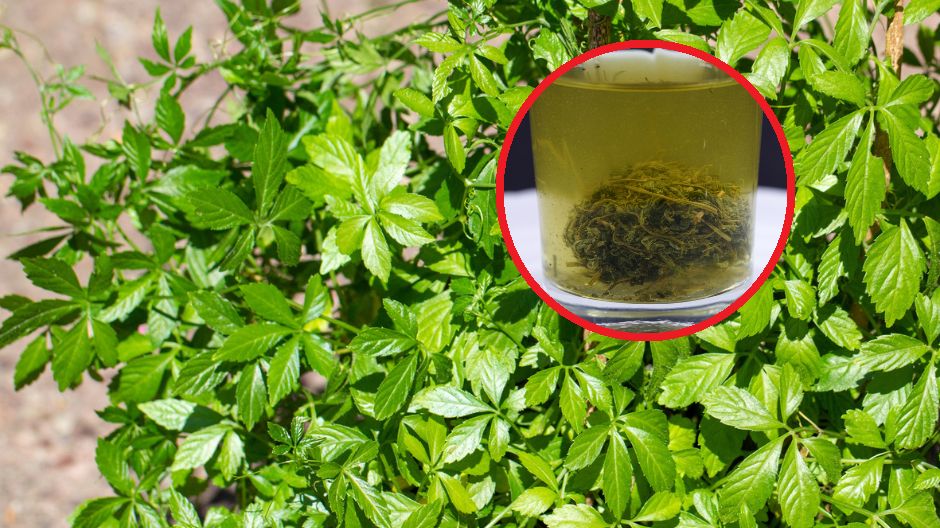 Z "ziela długowieczności" można przygotować napar