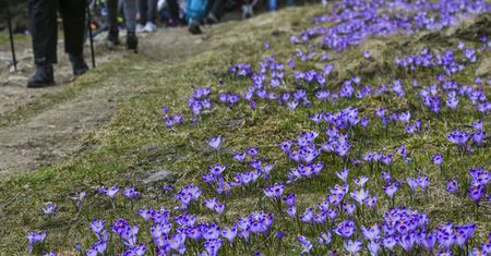 130 milionów krokusów. Turyści tylko na to czekali